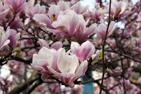 Frühlingsblüten