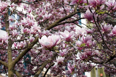 Frühlingsblüten2