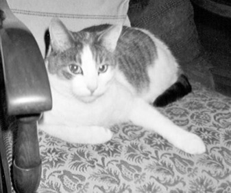 mein Kater